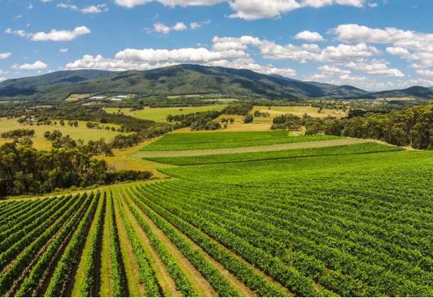 Celebrate the Food and Wine Festival in the Yarra Valley - Australian