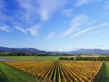 Enjoy the view on your private tour to the Yarra Valley