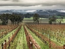 winter_yarra_valley_1