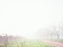 winter_yarra_valley_4