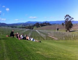Social tours to the Yarra Valley with lunch