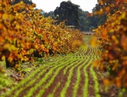 Image of a Best's Great Western vineyard in autumn