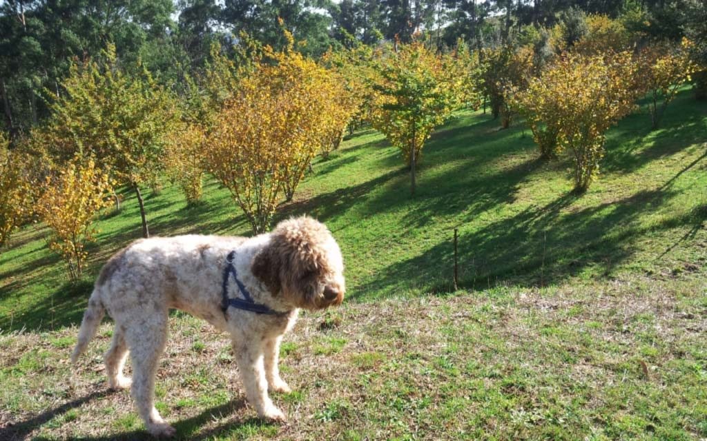 Source: Yarra Valley Truffles