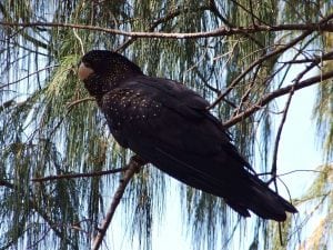 Black Cockatoo "The Flying Brick"