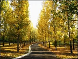 harvest time in the yarra valley