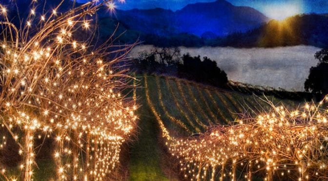 Temecula Valley Vineyard covered in fairy lights