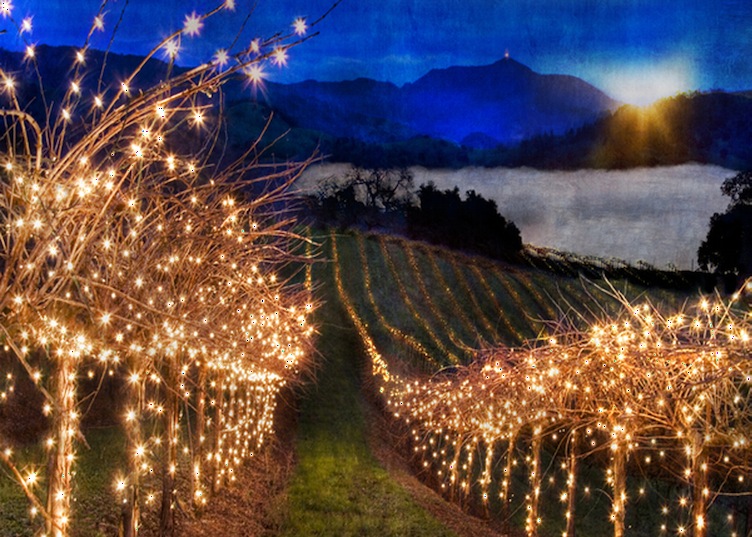 Temecula Valley Vineyard covered in fairy lights