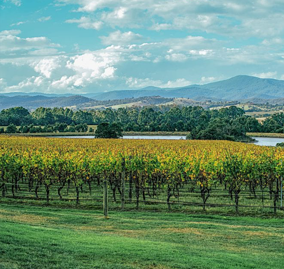 Our Yarra Valley wine tours take in some spectacular scenery
