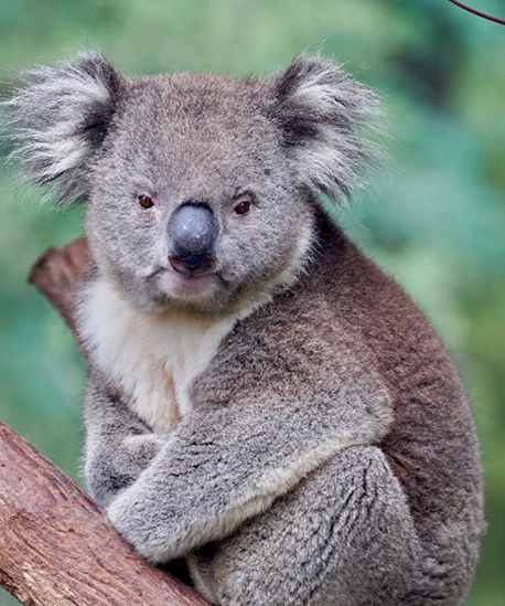 Yarra Valley Wine & Wildlife Premium Tour