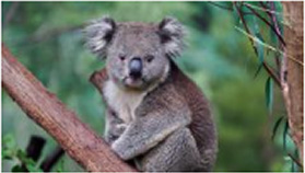 Gift Voucher Yarra Valley Wine and Wildlife Premium Tour